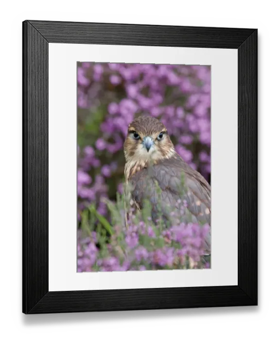 Framed Print : Merlin (Falco columbarius) immature, amongst flowering heather, captive Framed Print : Merlin (Falco columbarius) immature, amongst flowering heather, captive