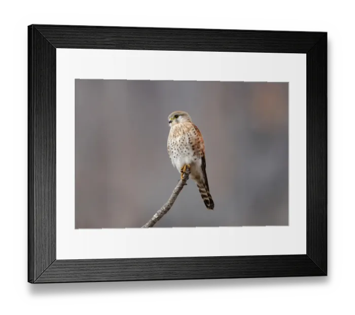 Framed Print : Madagascar Kestrel (Falco newtoni) pale phase, adult, perched on branch, Anja Nature Reserve, Central Madagascar, august Framed Print : Madagascar Kestrel (Falco newtoni) pale phase, adult, perched on branch, Anja Nature Reserve, Central Madagascar, august