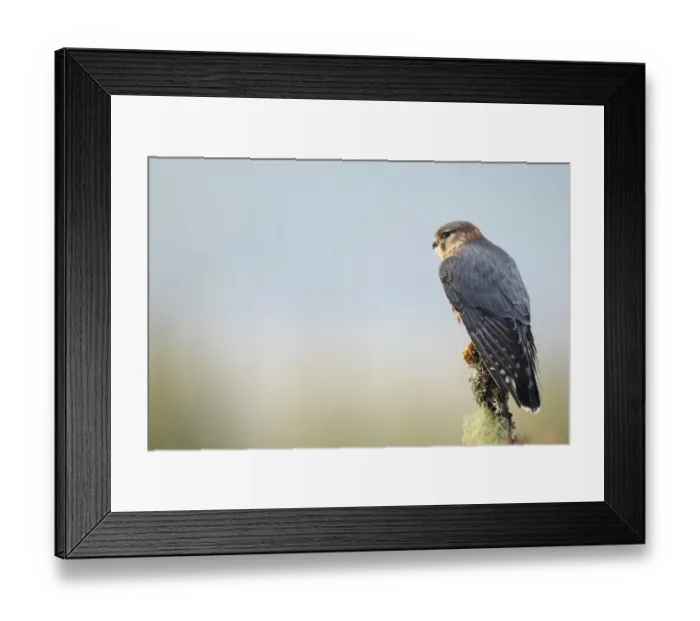 Framed Print : Merlin (Falco columbarius) adult male, perched on lichen covered stump, Scotland (captive) Framed Print : Merlin (Falco columbarius) adult male, perched on lichen covered stump, Scotland (captive)