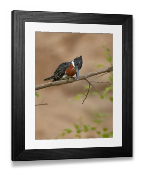 Framed Print : Giant Kingfisher (Megaceryle maxima) adult male, perched on branch, Niokolo-Koba, Senegal, january