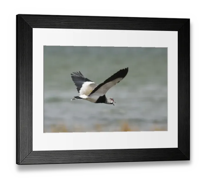 Framed Print : Southern Lapwing (Vanellus chilensis) adult male, calling in flight, Tierra del Fuego, Argentina, november Framed Print : Southern Lapwing (Vanellus chilensis) adult male, calling in flight, Tierra del Fuego, Argentina, november