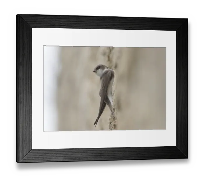 Framed Print : Sand Martin (Riparia riparia) adult, at nesting burrow in artificial sandstone wall nestsite, West Yorkshire, England, may Framed Print : Sand Martin (Riparia riparia) adult, at nesting burrow in artificial sandstone wall nestsite, West Yorkshire, England, may