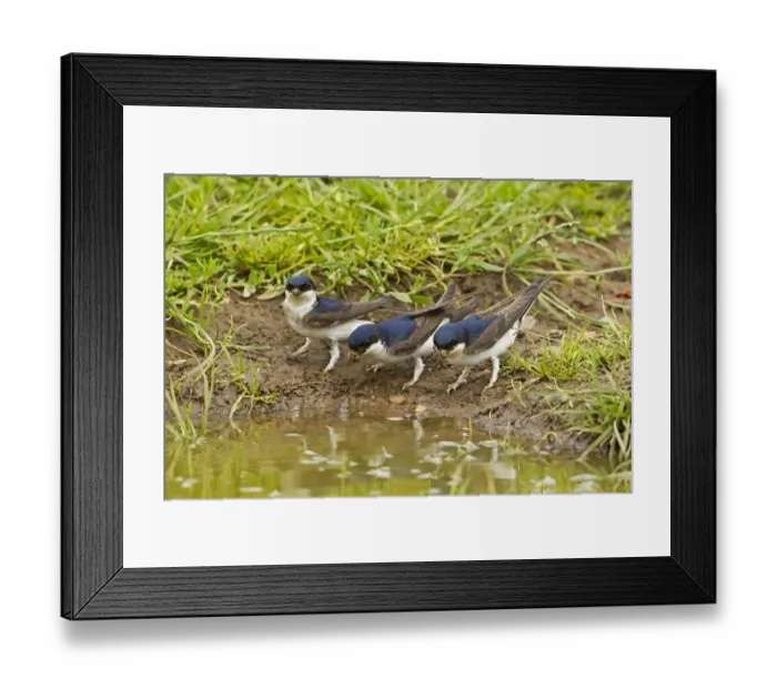 Framed Print : House Martin (Delichon urbica) three adults, collecting mud for nesting material from puddle on farmland, Warwickshire, England, june Framed Print : House Martin (Delichon urbica) three adults, collecting mud for nesting material from puddle on farmland, Warwickshire, England, june