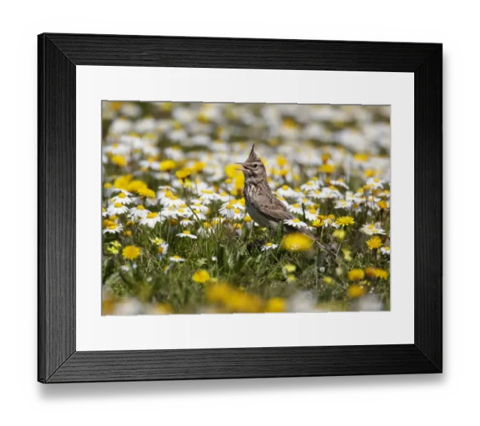 Framed Print : Crested Lark (Galerida cristata) adult, calling, standing amongst daisies, Extremadura, Spain, april Framed Print : Crested Lark (Galerida cristata) adult, calling, standing amongst daisies, Extremadura, Spain, april