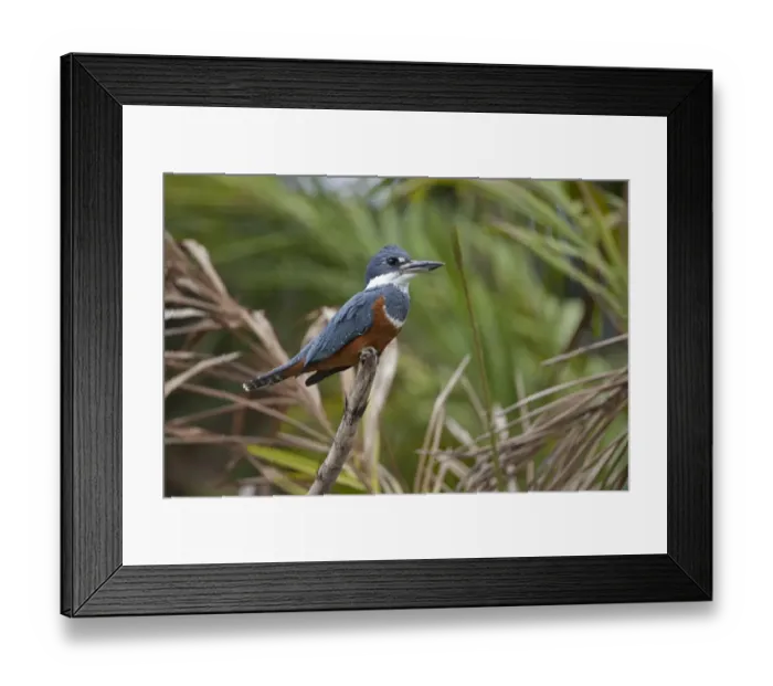 Framed Print : Ringed Kingfisher (Megaceryle torquata) adult female, perched on branch, Pantanal, Mato Grosso, Brazil