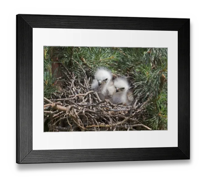 Framed Print : Red Kite (Milvus milvus) two chicks, sitting in nest, june (captive) Framed Print : Red Kite (Milvus milvus) two chicks, sitting in nest, june (captive)
