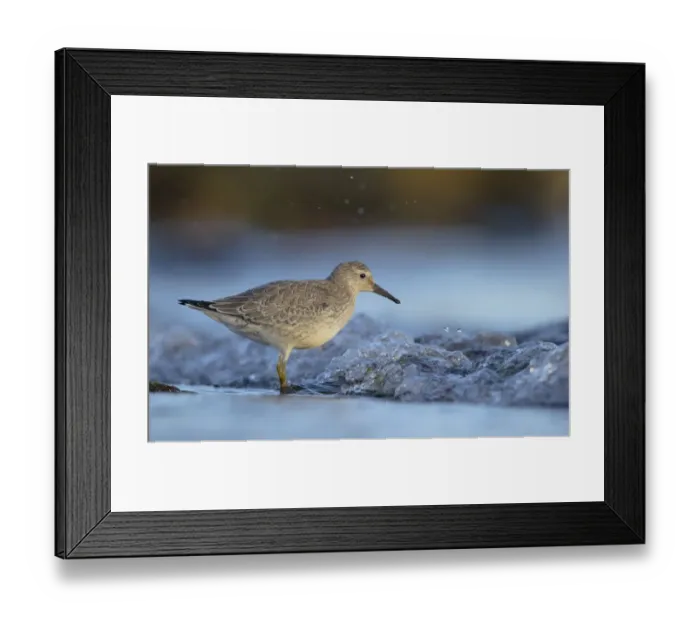 Framed Print : Knot (Calidris canutus) adult, winter plumage, foraging in shallow water on beach, Shetland Islands, Scotland, september