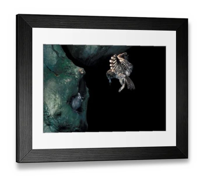 Framed Print : Tawny Owl (Strix aluco) adult, in flight, with food in beak, young at nesthole in tree, England Framed Print : Tawny Owl (Strix aluco) adult, in flight, with food in beak, young at nesthole in tree, England