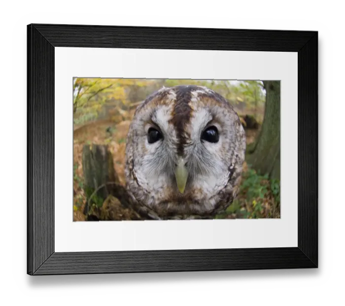 Framed Print : Tawny Owl (Strix aluco) adult, close-up of head, Kent, England, autumn Framed Print : Tawny Owl (Strix aluco) adult, close-up of head, Kent, England, autumn