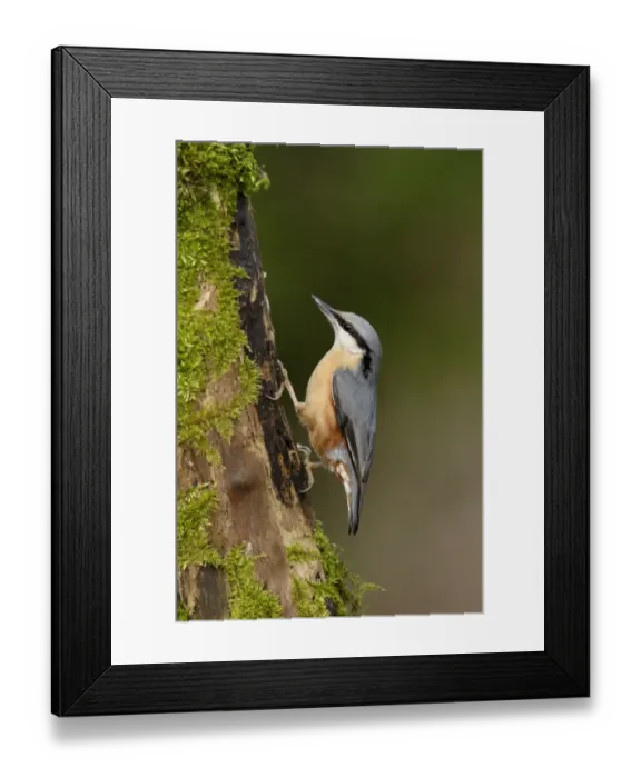 Framed Print : European Nuthatch (Sitta europaea) adult, clinging to moss covered branch in woodland, Yorkshire, England, january Framed Print : European Nuthatch (Sitta europaea) adult, clinging to moss covered branch in woodland, Yorkshire, England, january