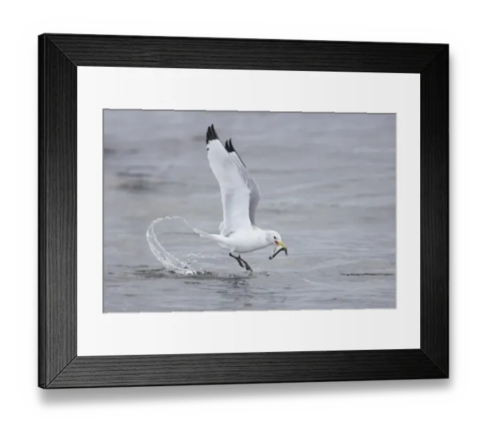 Framed Print : Kittiwake (Rissa tridactyla) adult, in flight, with fish in beak, fishing near shoreline, Varangerfjord, Finnmark, Norway Framed Print : Kittiwake (Rissa tridactyla) adult, in flight, with fish in beak, fishing near shoreline, Varangerfjord, Finnmark, Norway