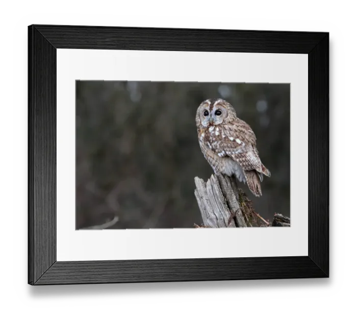 Framed Print : Tawny Owl (Strix aluco) adult, perched on stump, Gloucestershire, England, january (captive) Framed Print : Tawny Owl (Strix aluco) adult, perched on stump, Gloucestershire, England, january (captive)