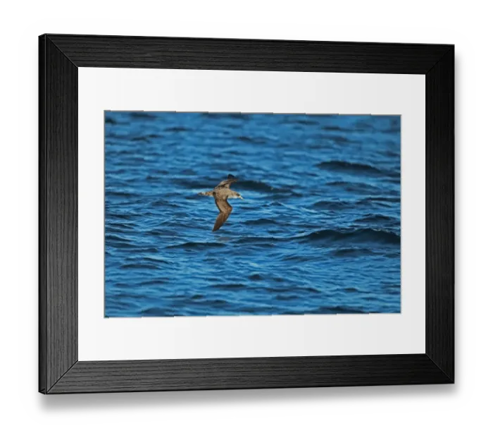 Framed Print : Cory's Shearwater (Calonectris diomedia borealis) adult, in flight over sea, Portugal, october Framed Print : Cory's Shearwater (Calonectris diomedia borealis) adult, in flight over sea, Portugal, october