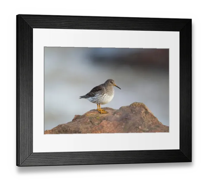 Framed Print : Purple Sandpiper (Calidris maritima) adult, winter plumage, standing on rock, Suffolk, England, february