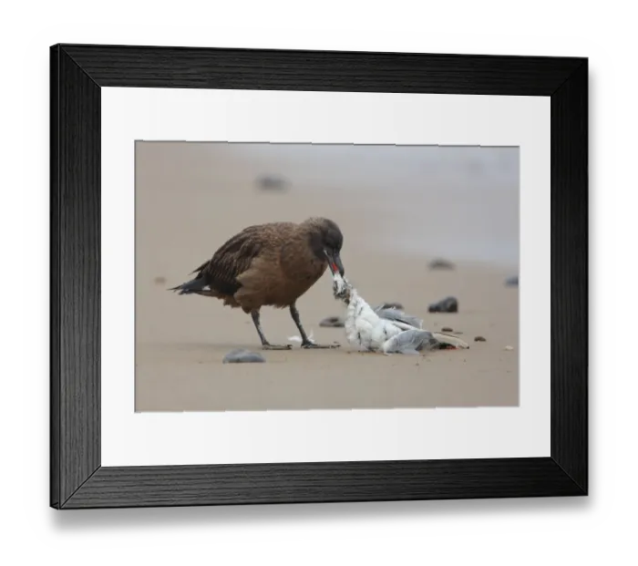 Framed Print : Great Skua (Stercorarius skua) immature, feeding on Black-headed Gull (Larus ridibundus) carcass, standing on beach, Norfolk, England, october Framed Print : Great Skua (Stercorarius skua) immature, feeding on Black-headed Gull (Larus ridibundus) carcass, standing on beach, Norfolk, England, october