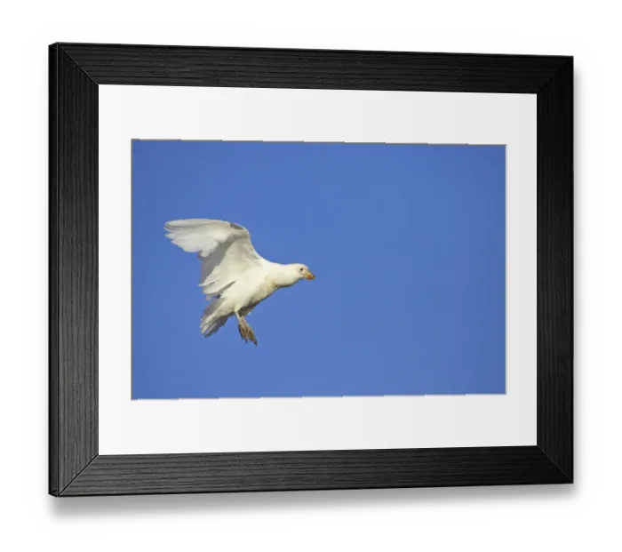 Framed Print : Snowy Sheathbill (Chionis alba) adult, in flight, with food in beak, Paulette Island, Antarctic Peninsula, Antarctica