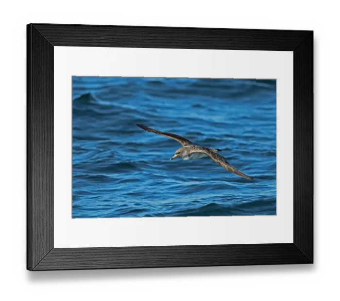Framed Print : Cory's Shearwater (Calonectris diomedia borealis) adult, in flight over sea, Portugal, october Framed Print : Cory's Shearwater (Calonectris diomedia borealis) adult, in flight over sea, Portugal, october