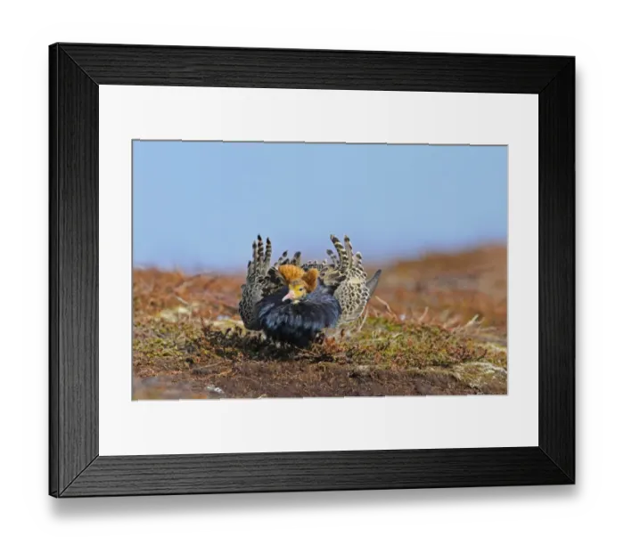 Framed Print : Ruff (Philomachus pugnax) adult male, breeding plumage, displaying at lek, Varanger, Norway, may Framed Print : Ruff (Philomachus pugnax) adult male, breeding plumage, displaying at lek, Varanger, Norway, may