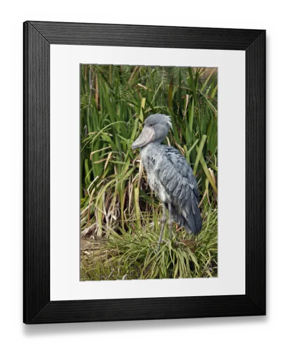 Framed Print : Shoebill (Balaeniceps rex) adult, standing amongst vegetation (captive) Framed Print : Shoebill (Balaeniceps rex) adult, standing amongst vegetation (captive)