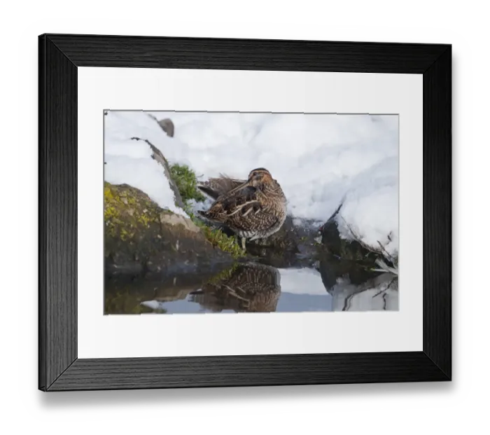 Framed Print : Common Snipe (Gallinago gallinago) adult, preening, standing on snow covered bank of pond, Salthouse, Norfolk, England, december Framed Print : Common Snipe (Gallinago gallinago) adult, preening, standing on snow covered bank of pond, Salthouse, Norfolk, England, december