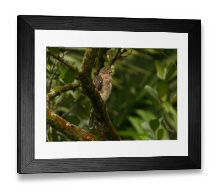 Framed Print : Shikra (Accipiter badius badius) adult female, perched on tree branch, Sri Lanka, december
