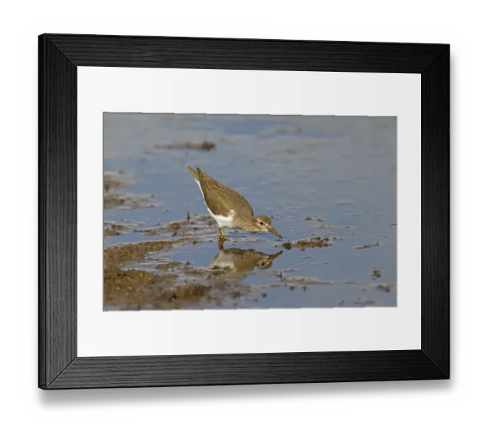 Framed Print : Common Sandpiper (Actitis hypoleucos) adult, feeding in shallow water, Spain, may Framed Print : Common Sandpiper (Actitis hypoleucos) adult, feeding in shallow water, Spain, may
