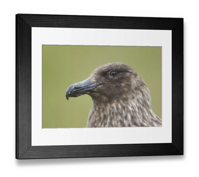 Framed Print : Great Skua (Stercorarius skua) adult, close-up of head, Shetland Islands, Scotland, june Framed Print : Great Skua (Stercorarius skua) adult, close-up of head, Shetland Islands, Scotland, june