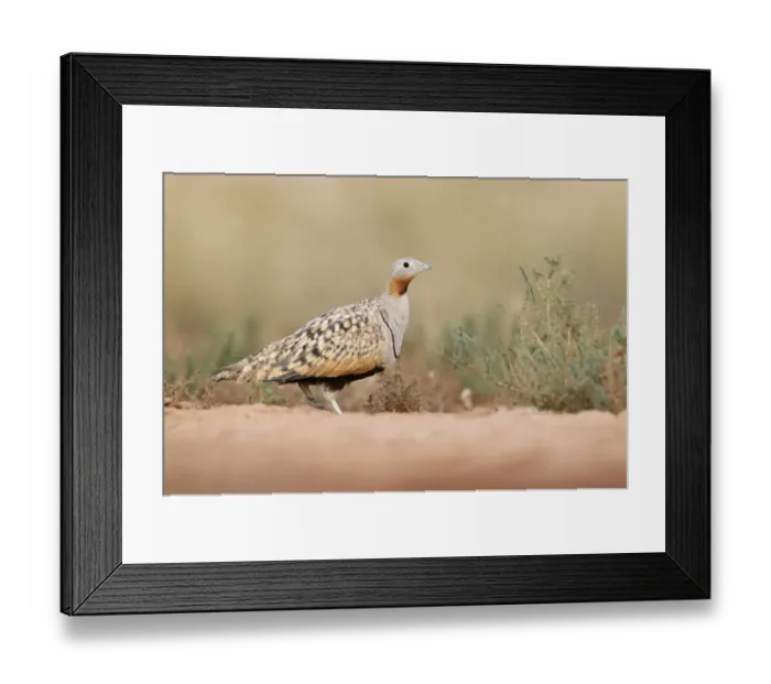 Framed Print : Black-bellied Sandgrouse (Pterocles orientalis) adult male, standing, Belchite Plains, Aragon, Spain, september