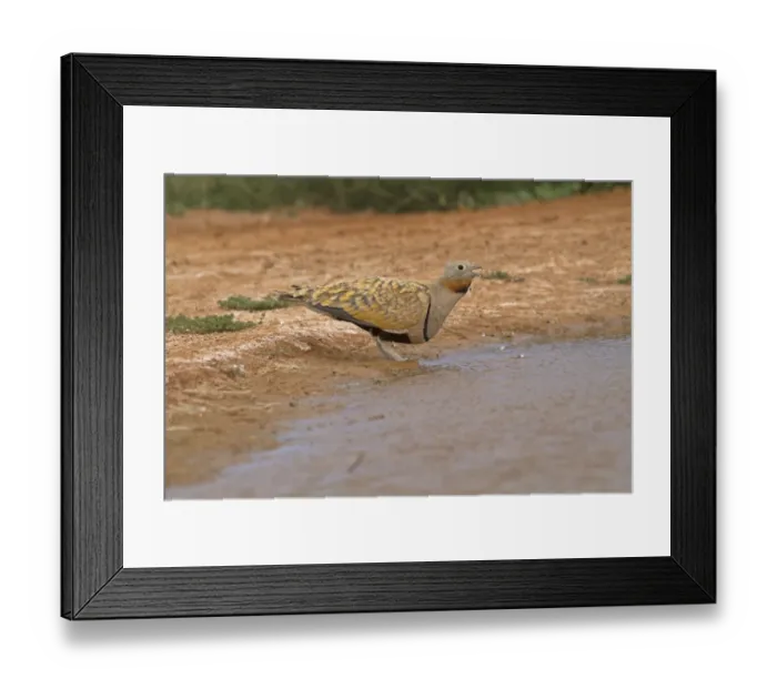 Framed Print : Black-bellied Sandgrouse (Pterocles orientalis) adult male, drinking at pool, Aragon, Spain, july Framed Print : Black-bellied Sandgrouse (Pterocles orientalis) adult male, drinking at pool, Aragon, Spain, july