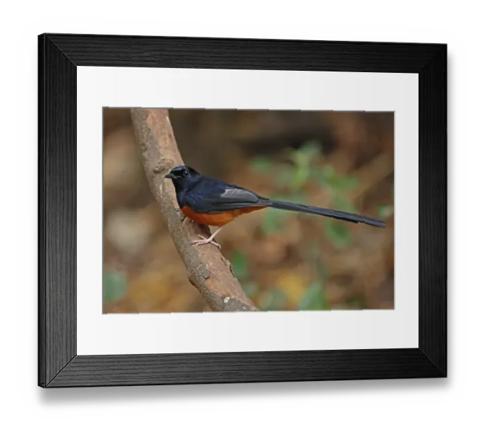 Framed Print : White-rumped Shama (Copsychus malabaricus interpositus) adult male, perched on branch, Kaeng Krachan N. P. Thailand, february Framed Print : White-rumped Shama (Copsychus malabaricus interpositus) adult male, perched on branch, Kaeng Krachan N. P. Thailand, february