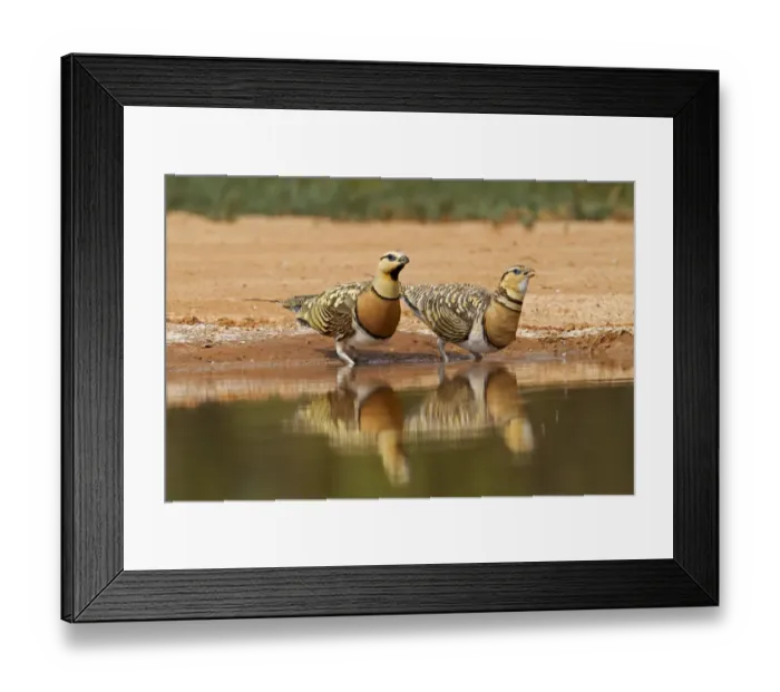 Framed Print : Pin-tailed Sandgrouse (Pterocles alchata) adult pair, drinking at pool, Aragon, Spain, july Framed Print : Pin-tailed Sandgrouse (Pterocles alchata) adult pair, drinking at pool, Aragon, Spain, july