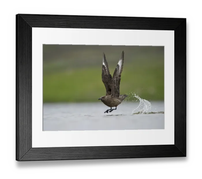 Framed Print : Great Skua (Stercorarius skua) adult, in flight, taking off from water, Fetlar, Shetland Islands, Scotland, june Framed Print : Great Skua (Stercorarius skua) adult, in flight, taking off from water, Fetlar, Shetland Islands, Scotland, june