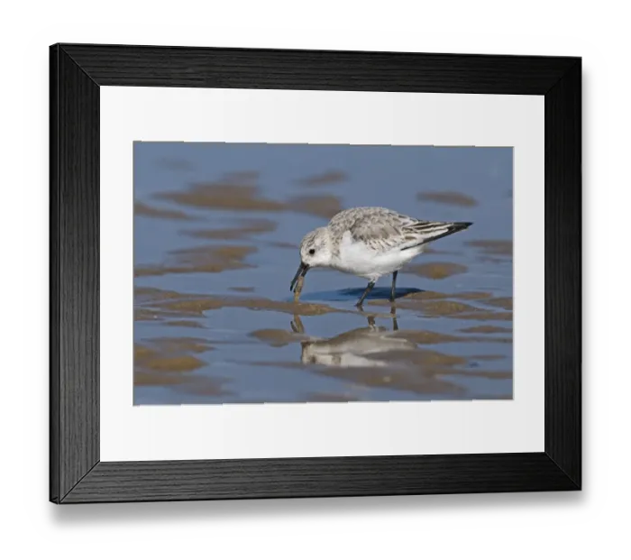 Framed Print : Sanderling (Calidris alba) adult, winter plumage, feeding on prawn, England