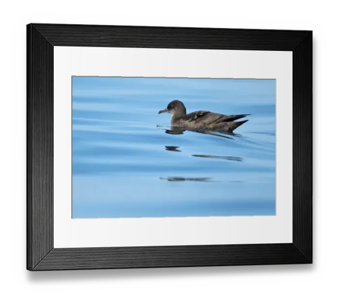 Framed Print : Sooty Shearwater (Puffinus griseus) adult, swimming at sea, Algarve, Portugal, october Framed Print : Sooty Shearwater (Puffinus griseus) adult, swimming at sea, Algarve, Portugal, october