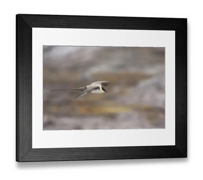 Framed Print : Long-tailed Skua (Stercorarius longicaudus) adult, in flight over tundra, Spitsbergen, Svalbard Framed Print : Long-tailed Skua (Stercorarius longicaudus) adult, in flight over tundra, Spitsbergen, Svalbard
