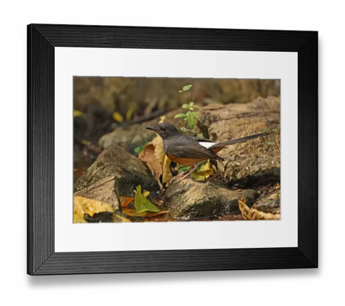 Framed Print : White-rumped Shama (Copsychus malabaricus interpositus) adult female, standing on rock beside forest pool, Kaeng Krachan N. P. Thailand, february