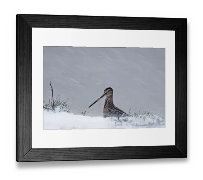 Framed Print : Common Snipe (Gallinago gallinago) adult, standing in snow during blizzard, Cley, Norfolk, England, november Framed Print : Common Snipe (Gallinago gallinago) adult, standing in snow during blizzard, Cley, Norfolk, England, november