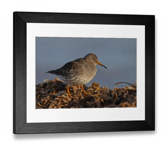 Framed Print : Purple Sandpiper (Calidris maritima) adult, winter plumage, standing on tideline seaweed, Norfolk, England, december Framed Print : Purple Sandpiper (Calidris maritima) adult, winter plumage, standing on tideline seaweed, Norfolk, England, december