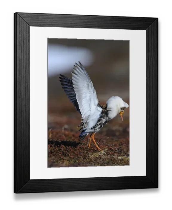 Framed Print : Ruff (Philomachus pugnax) adult male, breeding plumage, displaying at lek, Varanger, Norway, may Framed Print : Ruff (Philomachus pugnax) adult male, breeding plumage, displaying at lek, Varanger, Norway, may