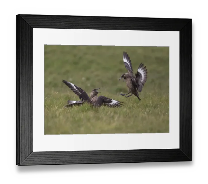 Framed Print : Great Skua (Stercorarius skua) three adults, fighting, Shetland Islands, Scotland, june Framed Print : Great Skua (Stercorarius skua) three adults, fighting, Shetland Islands, Scotland, june