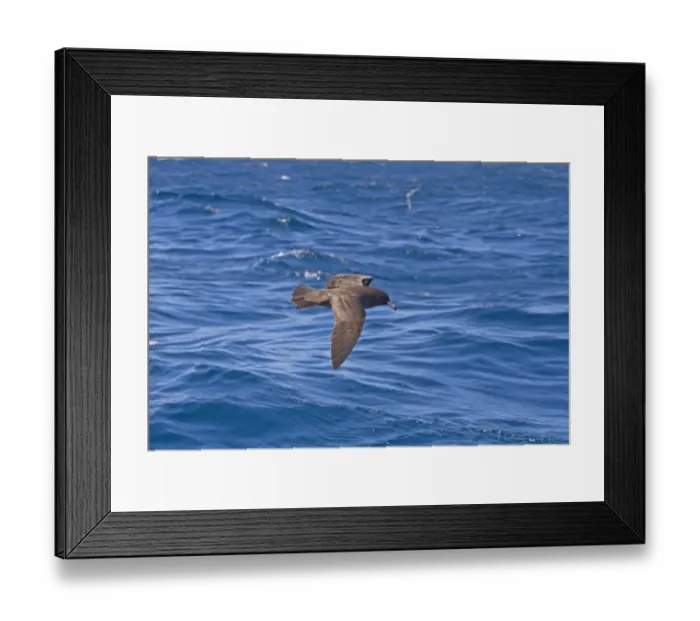 Framed Print : Flesh-footed Shearwater (Puffinus carneipes) adult, in flight over sea, New Zealand, november Framed Print : Flesh-footed Shearwater (Puffinus carneipes) adult, in flight over sea, New Zealand, november