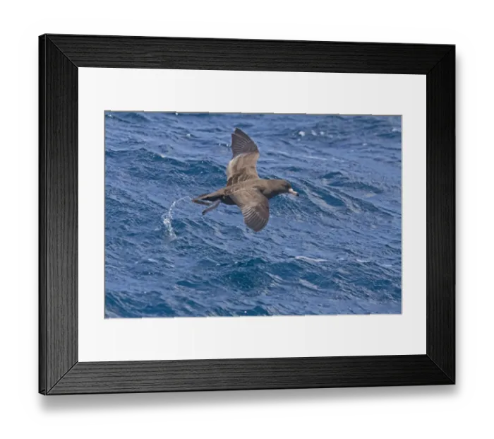 Framed Print : Flesh-footed Shearwater (Puffinus carneipes) adult, in flight over sea, New Zealand, november