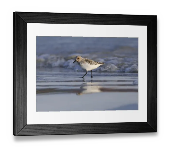 Framed Print : Sanderling (Calidris alba) adult, breeding plumage, walking on beach, Varanger, Norway, may Framed Print : Sanderling (Calidris alba) adult, breeding plumage, walking on beach, Varanger, Norway, may
