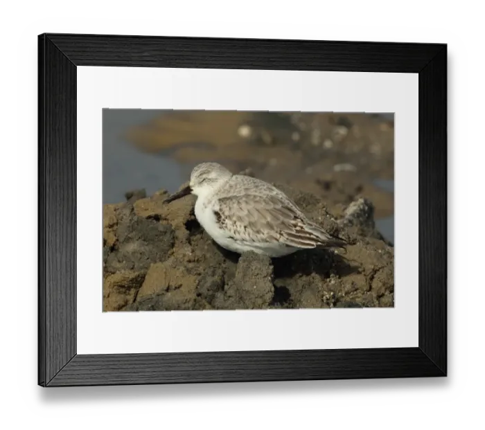 Framed Print : Sanderling (Calidris alba) adult, winter plumage, sleeping on mudflats, Poole Harbour, Dorset, England, march Framed Print : Sanderling (Calidris alba) adult, winter plumage, sleeping on mudflats, Poole Harbour, Dorset, England, march