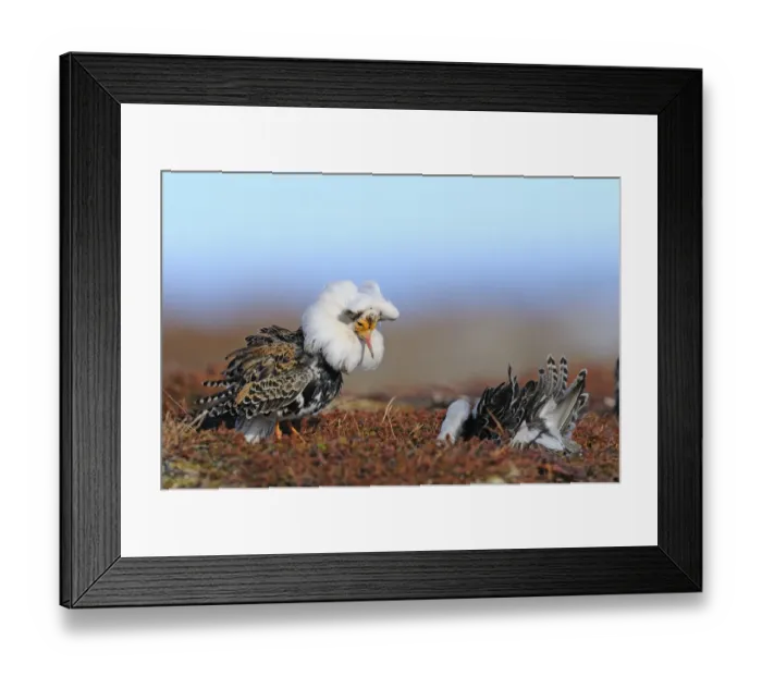 Framed Print : Ruff (Philomachus pugnax) adult males, breeding plumage, displaying at lek, Varanger, Norway, may Framed Print : Ruff (Philomachus pugnax) adult males, breeding plumage, displaying at lek, Varanger, Norway, may