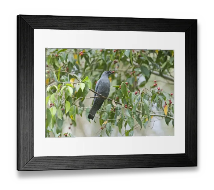 Framed Print : Barred Cuckoo-shrike (Coracina lineata) adult, feeding on figs in tree, Queensland, Australia Framed Print : Barred Cuckoo-shrike (Coracina lineata) adult, feeding on figs in tree, Queensland, Australia