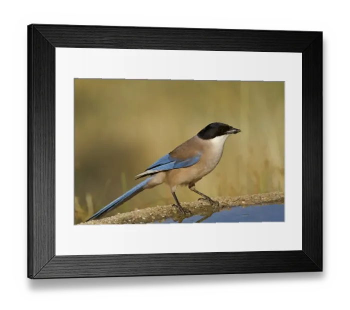 Framed Print : Azure-winged Magpie (Cyanopica cyana) adult, drinking at pool, Northern Spain, july