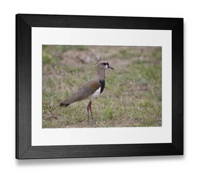 Framed Print : Southern Lapwing (Vanellus chilensis) adult, standing in savannah, Pantanal, Mato Grosso, Brazil Framed Print : Southern Lapwing (Vanellus chilensis) adult, standing in savannah, Pantanal, Mato Grosso, Brazil