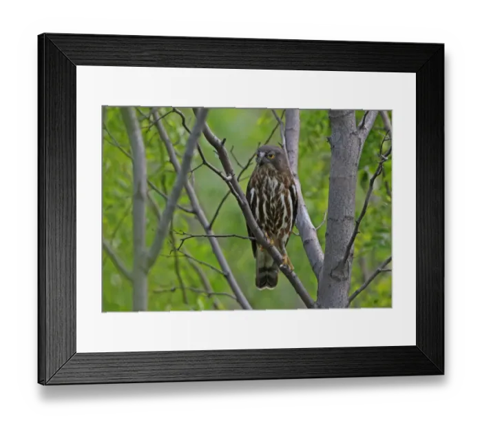 Framed Print : Brown Hawk-owl (Ninox scutulata florensis) adult, perched on branch, Hebei, China, may Framed Print : Brown Hawk-owl (Ninox scutulata florensis) adult, perched on branch, Hebei, China, may