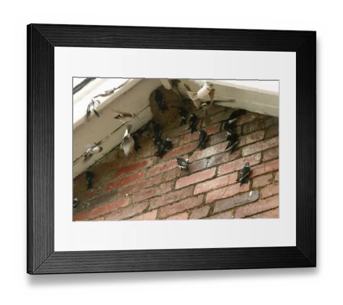 Framed Print : House Martin (Delichon urbica) juveniles, group inspecting potential nestsites under house roof prior to autumn migration, Powys, Wales, august Framed Print : House Martin (Delichon urbica) juveniles, group inspecting potential nestsites under house roof prior to autumn migration, Powys, Wales, august